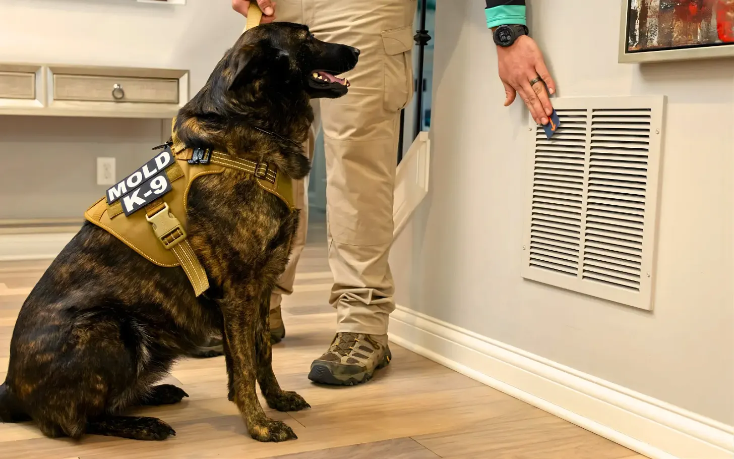 Mold Detection Dogs